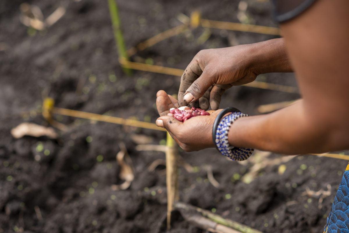 Nsimire Mugoli plants maize and bean seeds that were included with the familys emergency food ration.